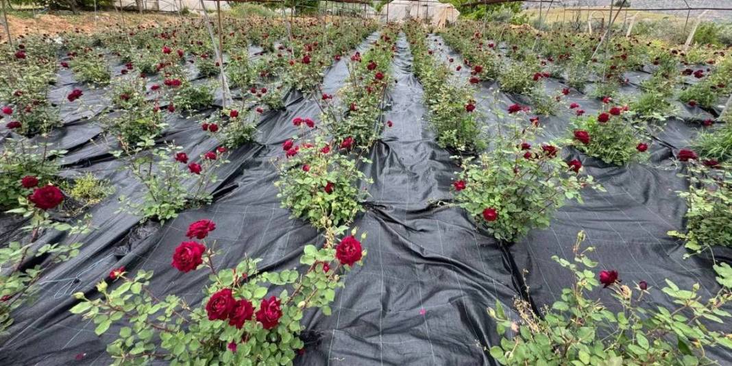 Dünyada nadir, Türkiye’de ise sadece Şanlıurfa’da bulunuyor! Herkes onun peşinde: Nadide bitkinin hasadına başlandı 2